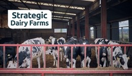 Shropshire: Healthy starts to entering the milking herd